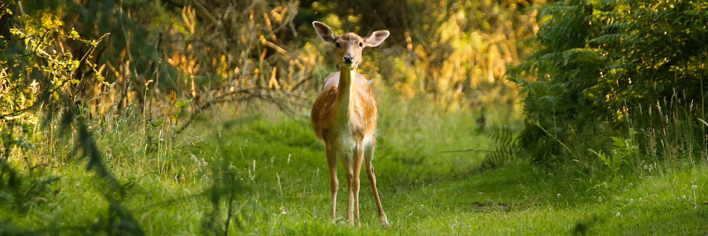 Deer at Cannock Chase